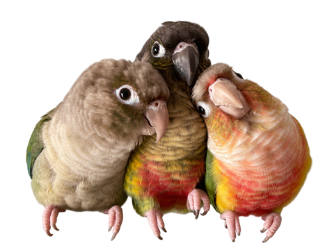寄り添う3羽のインコ